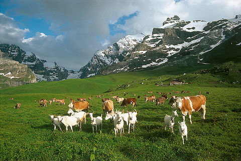 Zoom: Cows and goats on «Bundalp»