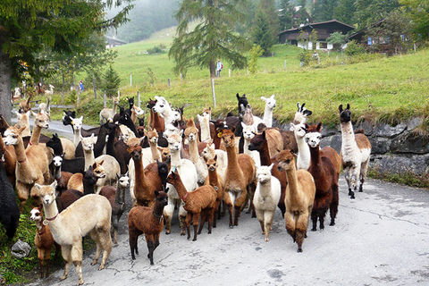 Zoom: Alpacas auf Weg nach Hause