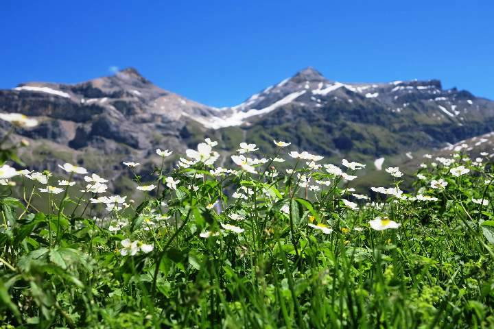 Zoom: Frühling auf Bundalp