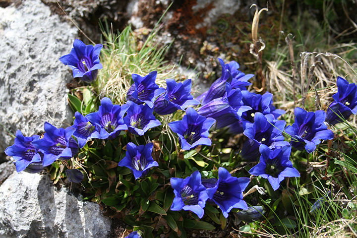 Zoom: Blue gentian