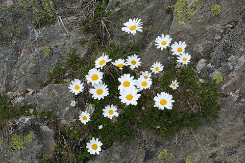 Zoom: Mountain spring flowers