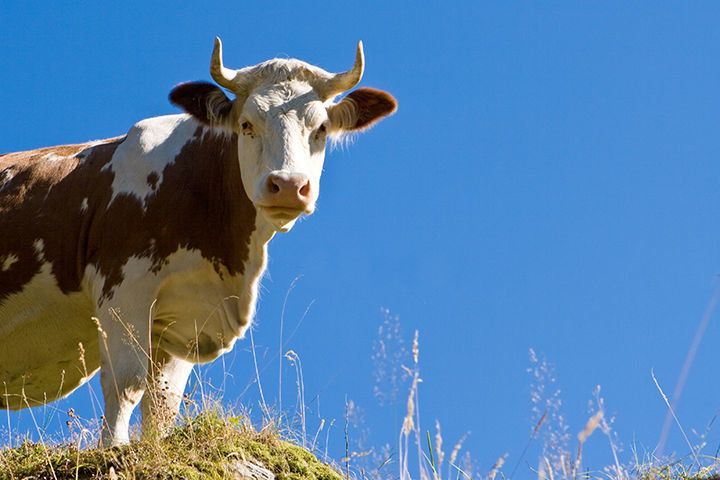 Zoom: Alp and cattle farming