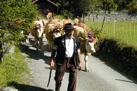 Zoom: Colorful cattle parade