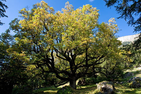 Zoom: Wonderful nature